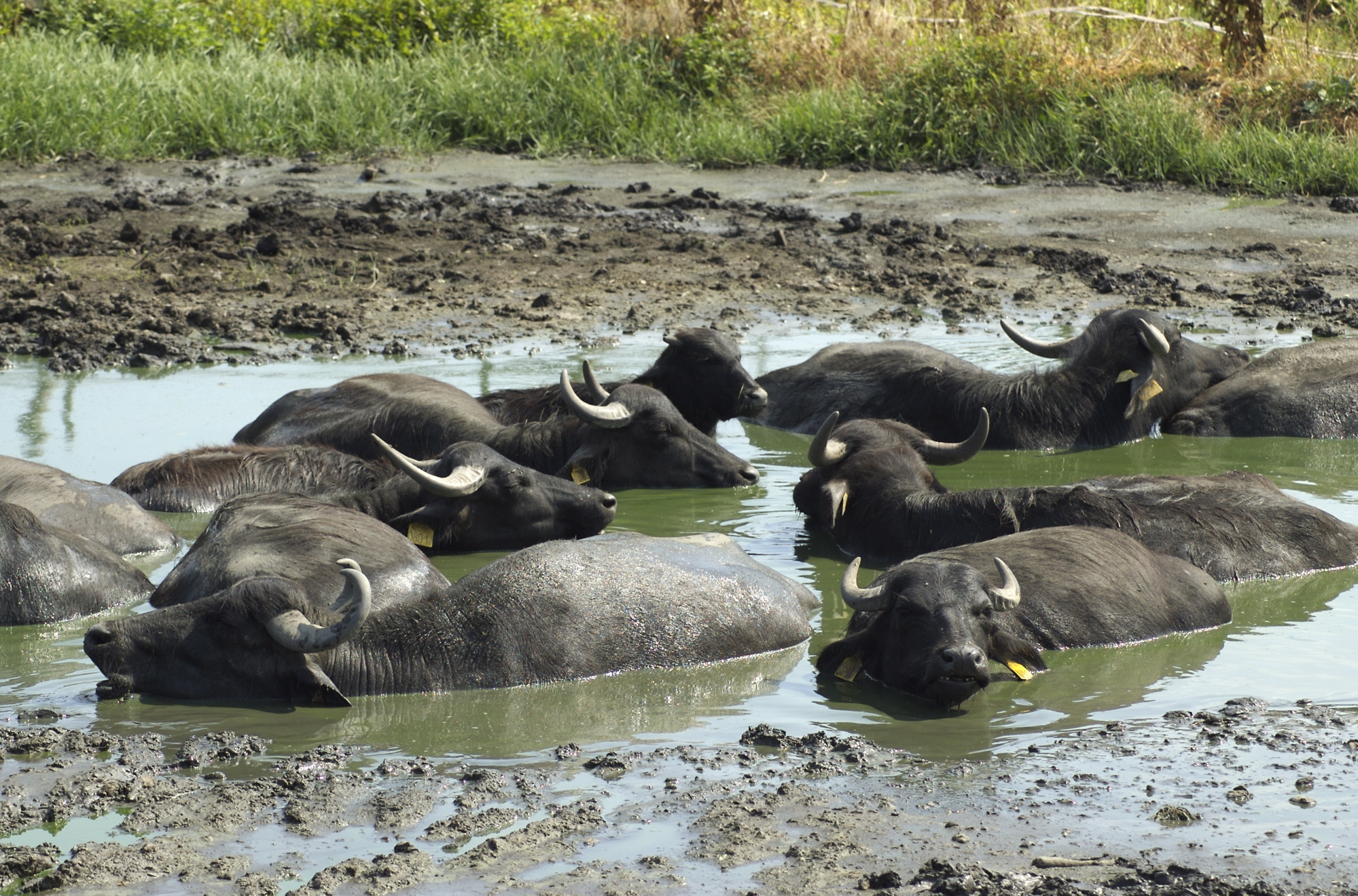 Water Buffalo Reserve Kapolnapuszta